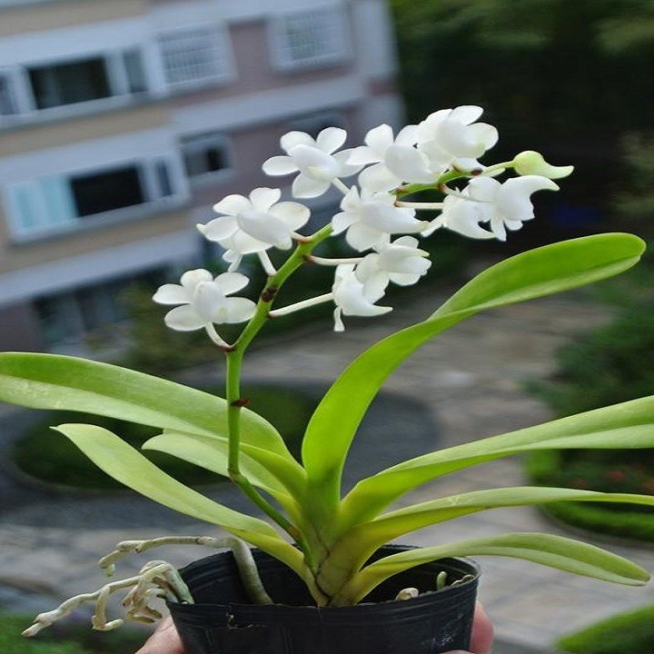 Hoa lan bạch nhạn