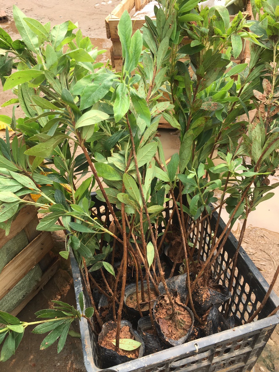 CÂY GIỐNG HOA ĐỖ QUYÊN NHẬT BẢN ĐỦ MÀU(10 MÀU)