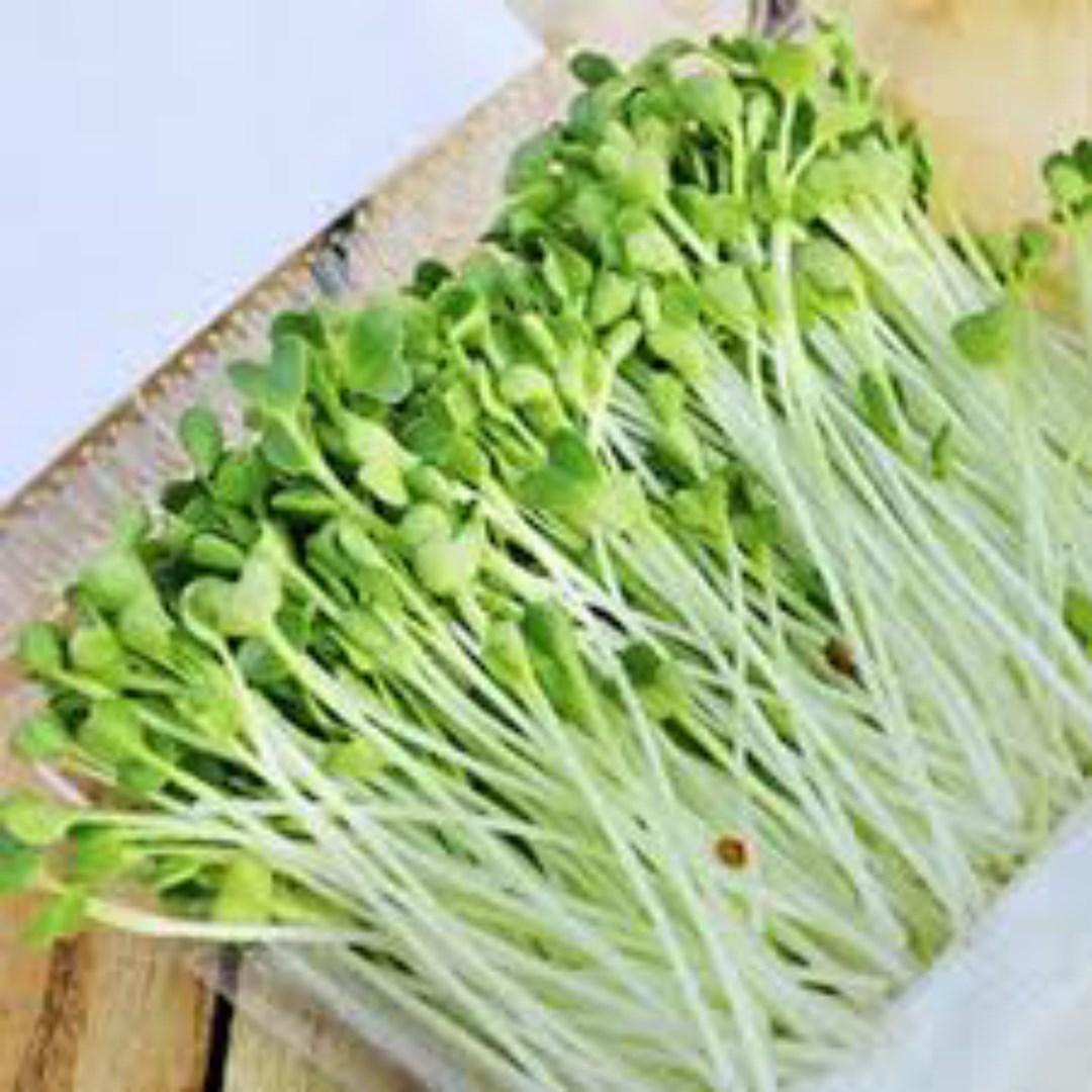 Hạt Giống Rau Mầm Cải Ngọt Trắng F1. Túi 50 gram - Nhiều Dinh Dưỡng - Dễ Trồng .