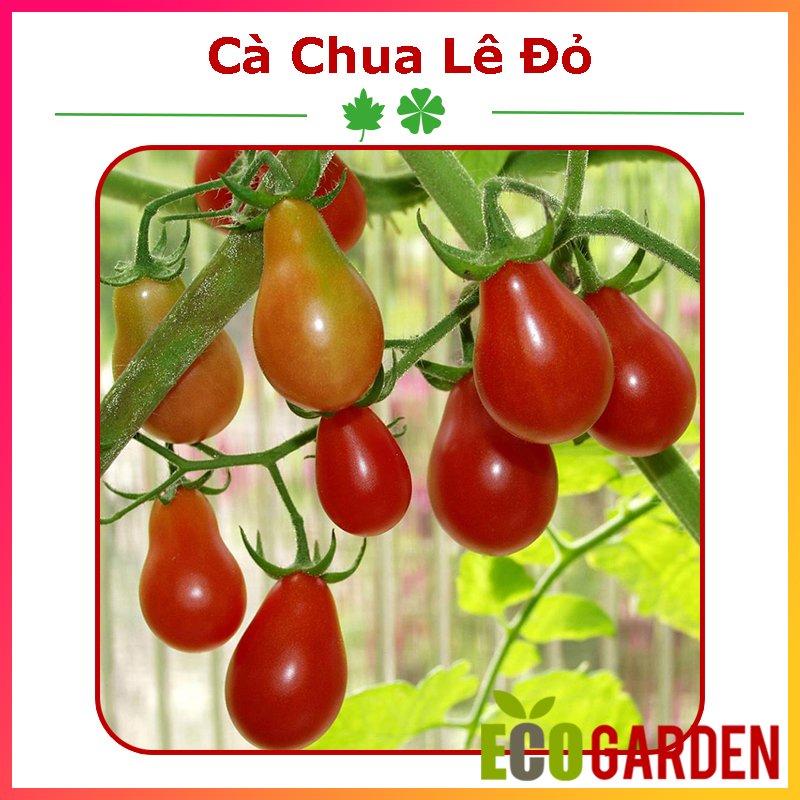 Hạt Giống Cà Chua Quả Lê Đỏ (ECO.246)