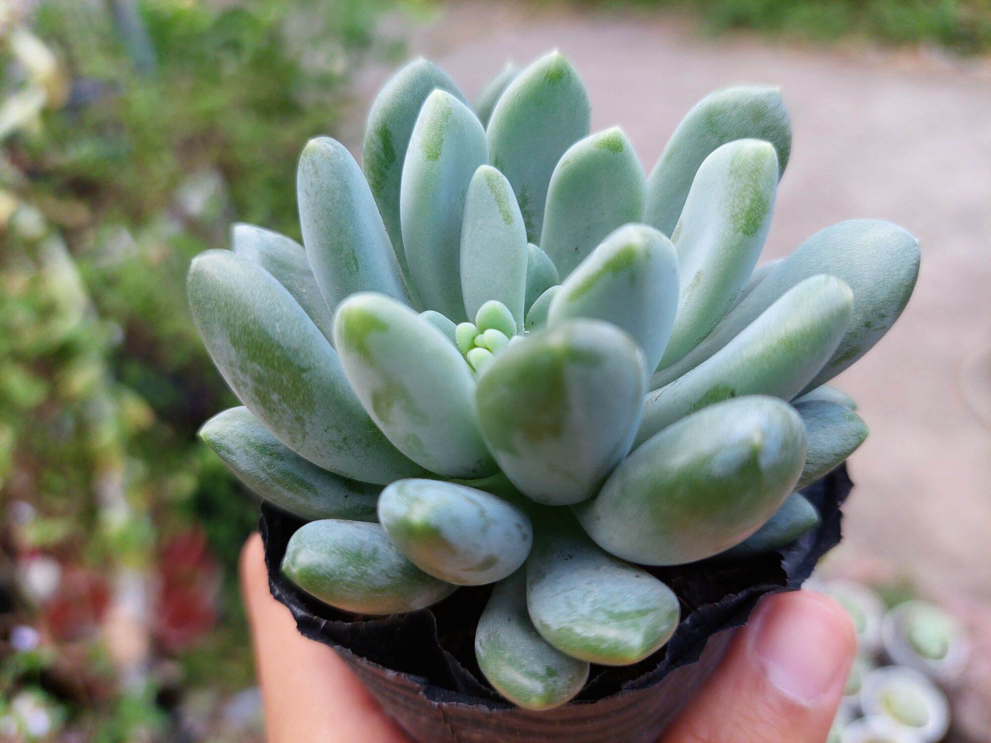 Sen đá SỎI TRẮNG giống mới size bầu 5-6cm