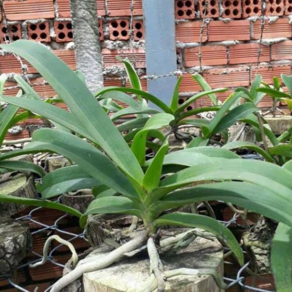 [FREESHIP - Xả Khô Máu] Hoa Lan Ngọc Điểm Rừng