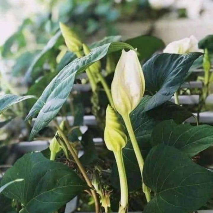 Hạt giống hoa Chom Chan 50 Hạt (tặng kích mầm phân bón)
