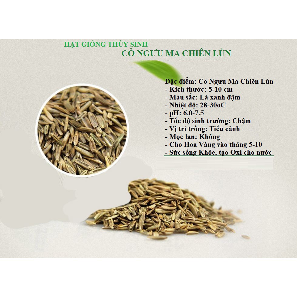 Hạt giống thuỷ sinh (Cỏ ngưu mao chiên)
