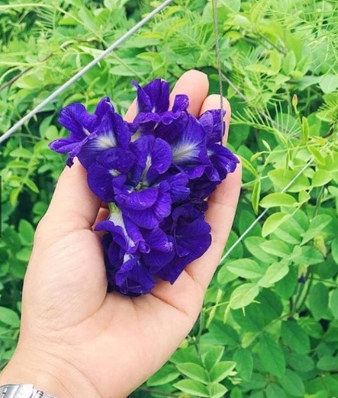 20 Hạt giống hoa Đậu biếc