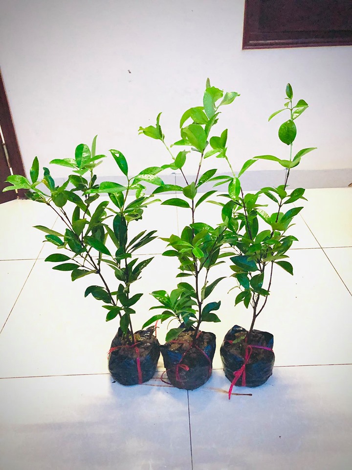 Cây cherry brazil nhiệt đới size trung cao 50 cm