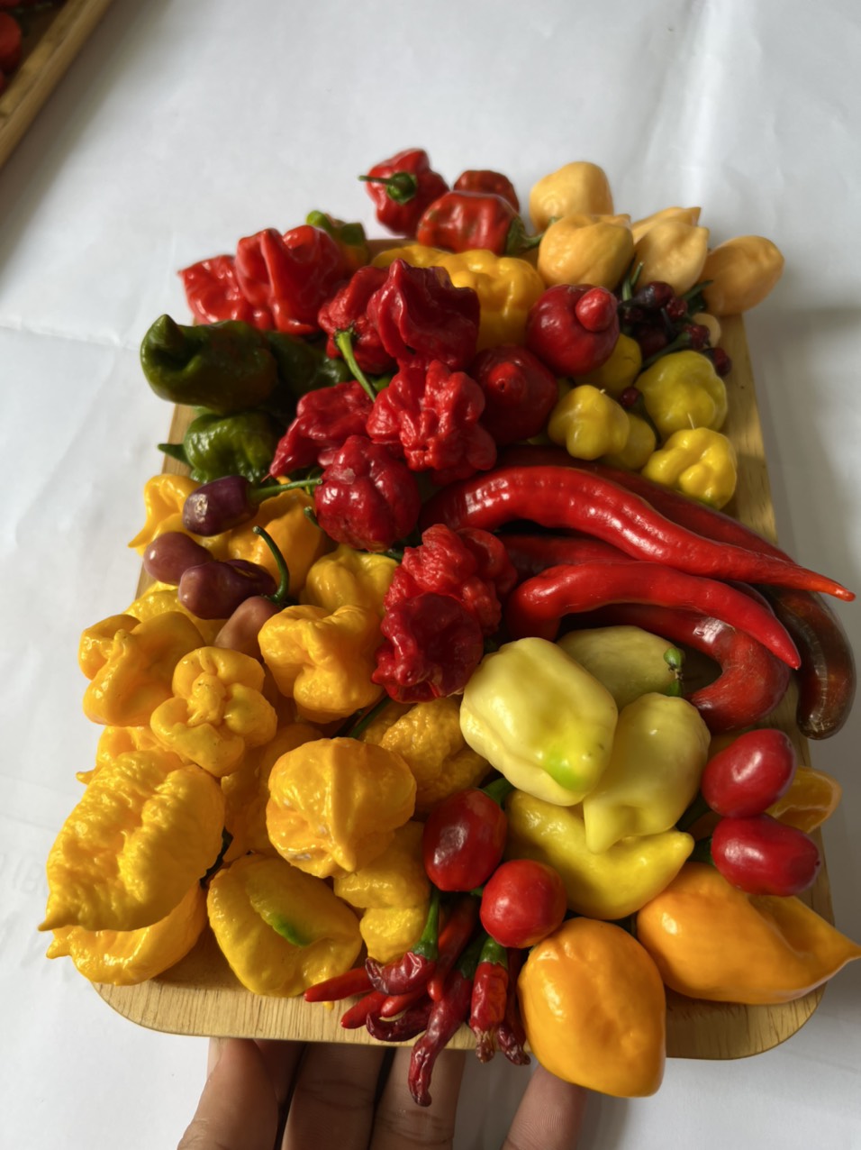 Quả Ớt Tươi Carolina Reaper Yellow