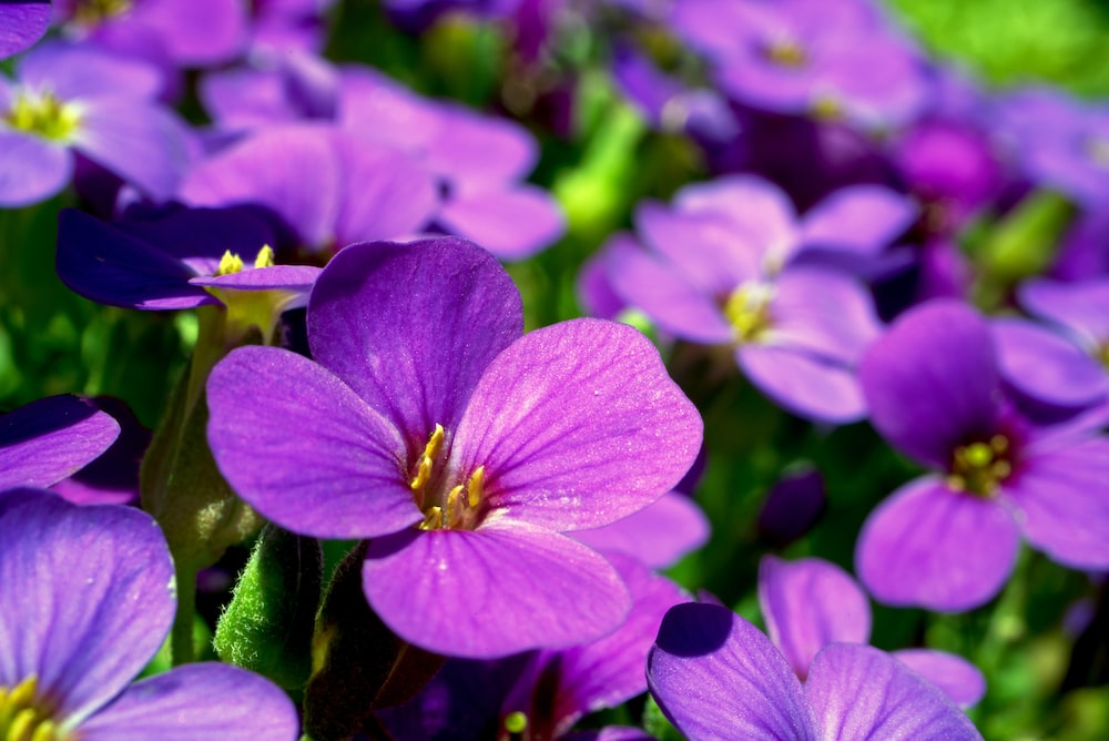 Hạt giống hoa violet - gói 0,1 gam