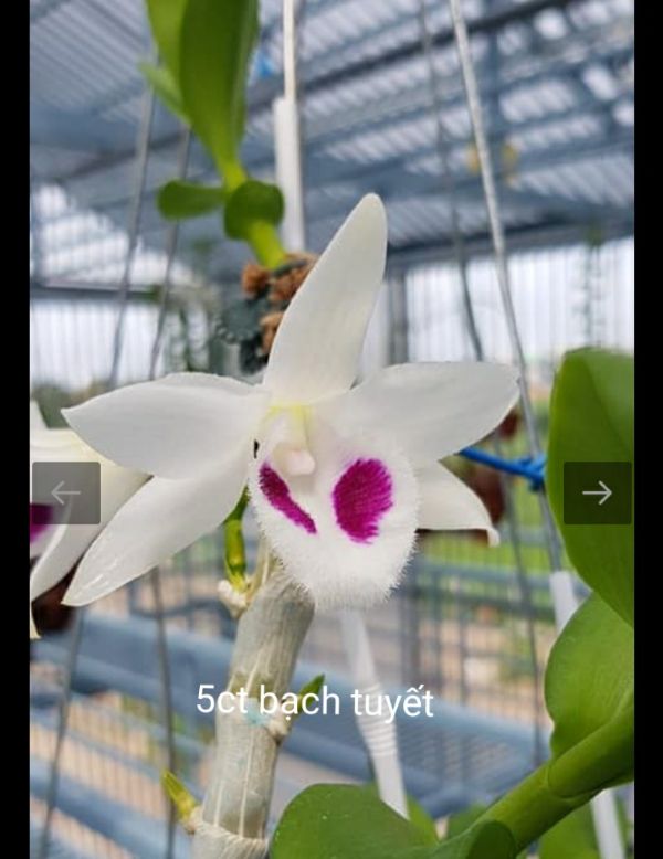 Hoa phong lan 5ct cánh trắng bạch tuyết cây cực đẹp