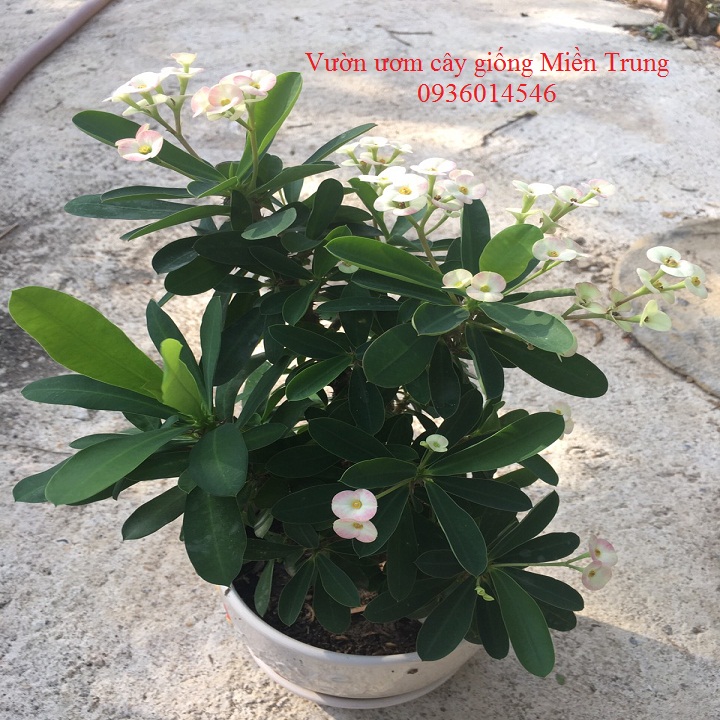 Cây hoa xương rồng bát tiên (chậu nhựa)