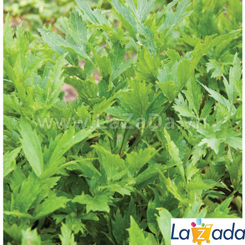 [HCM]BỘ 5GÓI 50h Hạt Giống Cần Núi Lovage (B3.204| C26*X42)