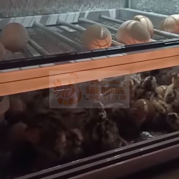 Máy Ấp Trứng Ánh Dương P108- Thùng máy 108 quả