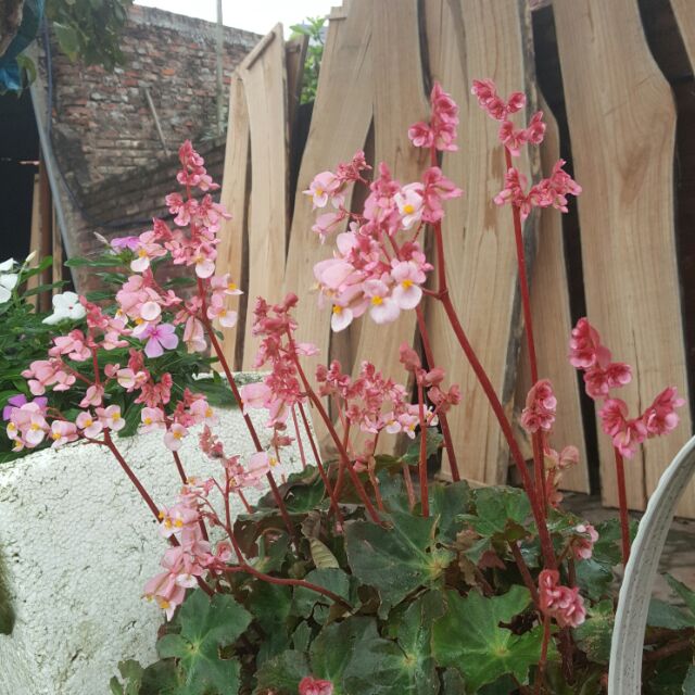 Hoa sen cạn (cây con)
