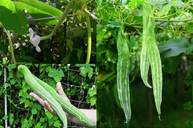 10 Hạt giống quả lặc lè sai quả ( mướp mèo- nắc nẻ- lặc lày- mướp nhật)