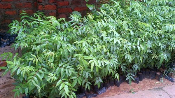 1kg hạt xoan đào giống