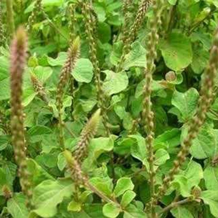 Cỏ xước khô 1kg loại 01