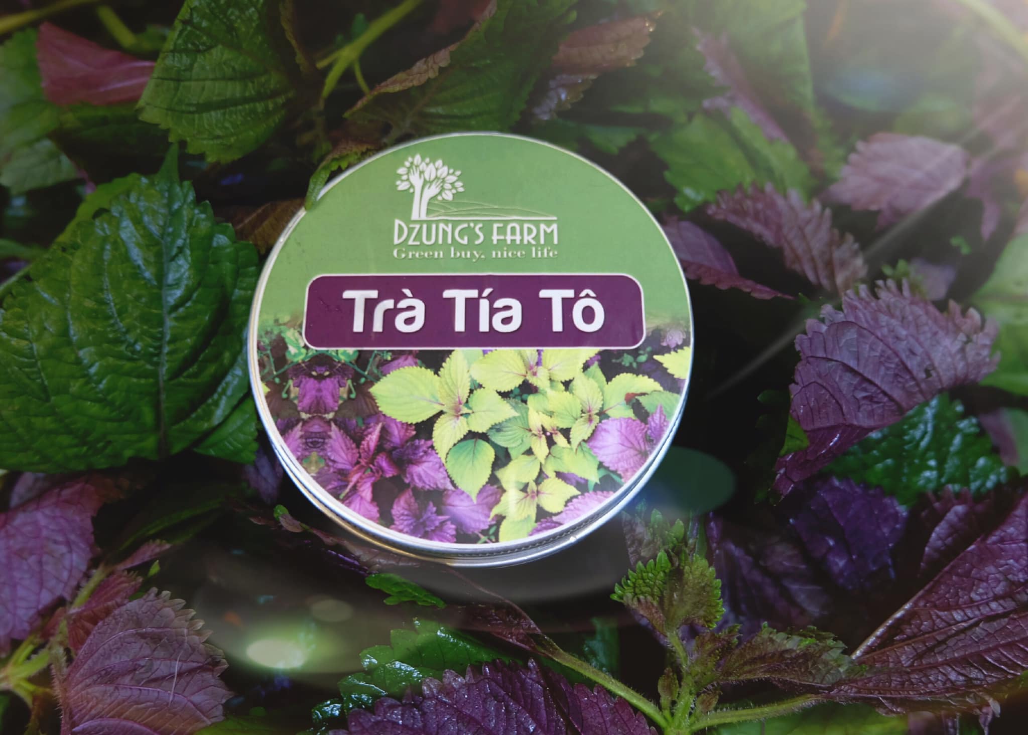 Trà Tía Tô Túi Lọc (hộp 12 túi)