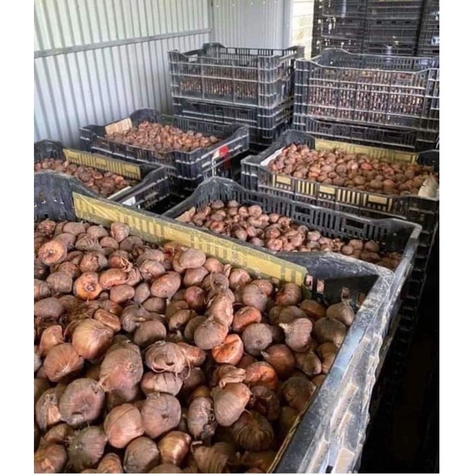 củ hoa lay ơn chuẩn Tết