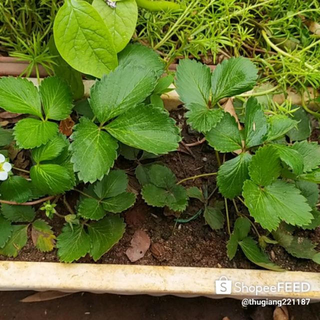 PHÂN BÓN HỮU CƠ NHẬT - NATURAL GRO ORGANIC - 3-2-2-65+TE -500GR