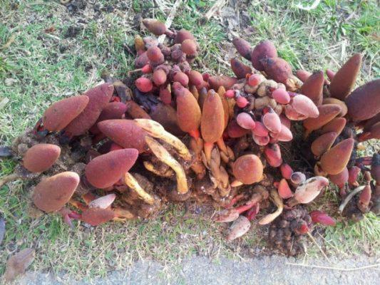 Nấm Ngọc Cẩu Khô - 1kg