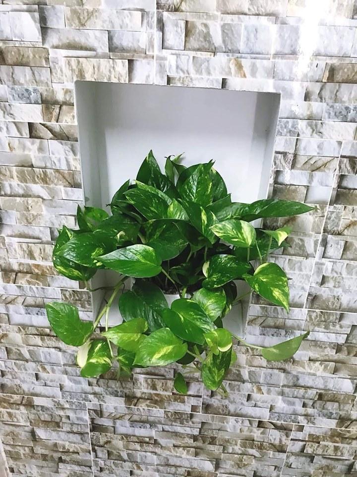 [HCM]CÂY TRẦU BÀ