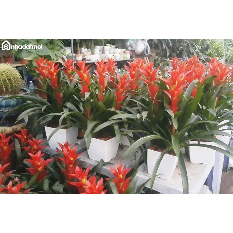 CÂY LAN ĐUỐC ĐỎ- CÂY DỨA CẢNH NẾN ĐỎ