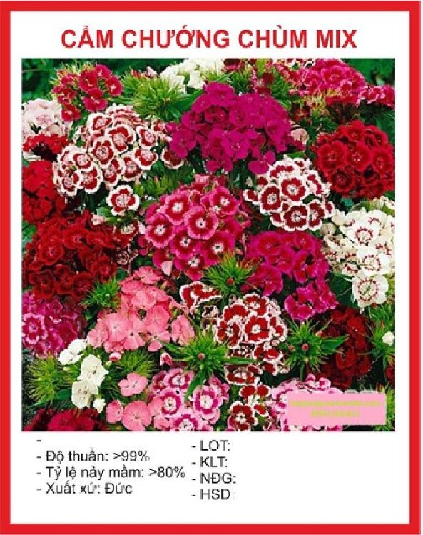 Hạt giống bắp cải tròn tím -gói 2 gram(tặng kèm phân bón)