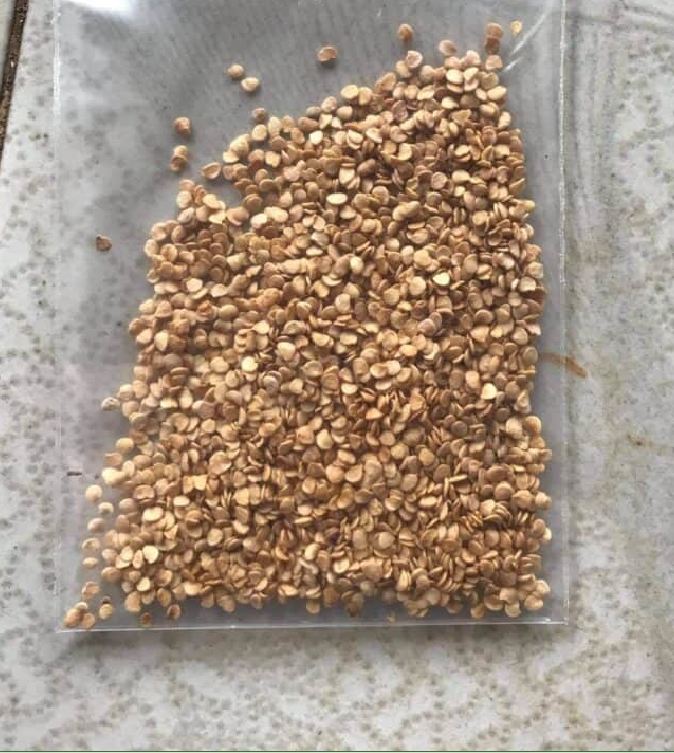 Hạt giống cây cà gai leo ( cây dược liệu -  gói 50 hạt )