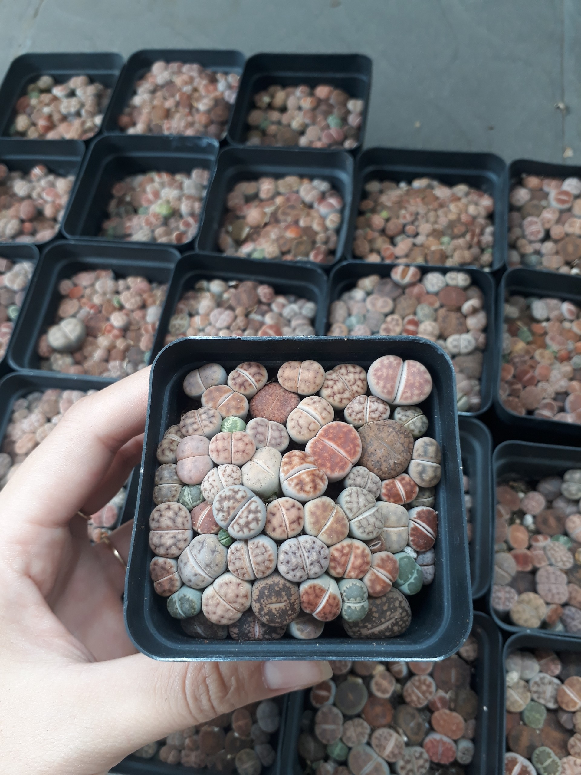 Sen Mông Baby Mix Nhiều Màu Chậu 7cm (Sen Mông/Lithops/Thạch Lan)