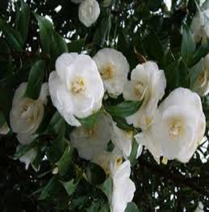 CÂY HOA  GIỐNG HOA HẢI ĐƯỜNG TRẮNG