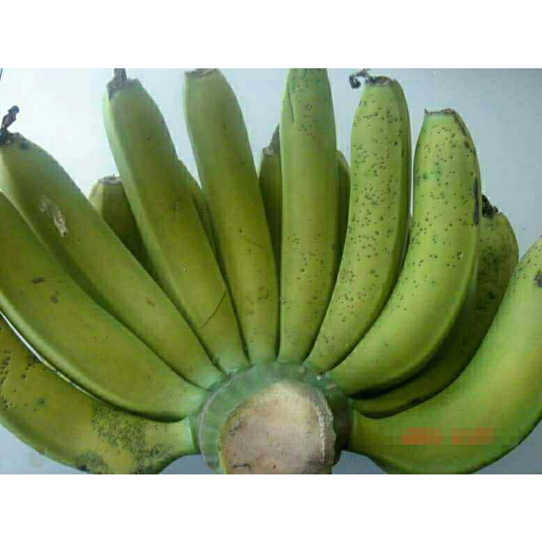 CÂY GIỐNG CHUỐI GIÀ LABA [ GIỐNG CHUẨN F1 ]