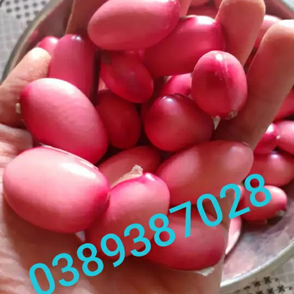 đậu kiếm giống nhật,1kg