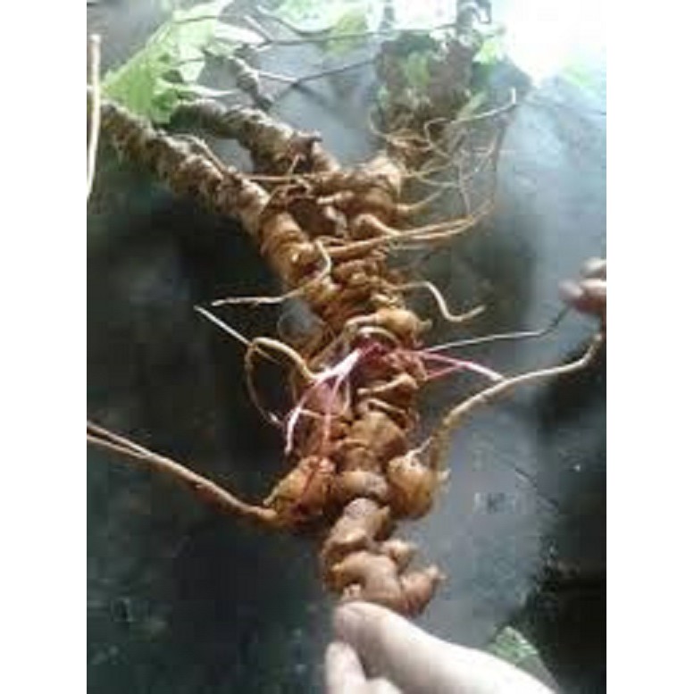cây giống sâm ngọc linh