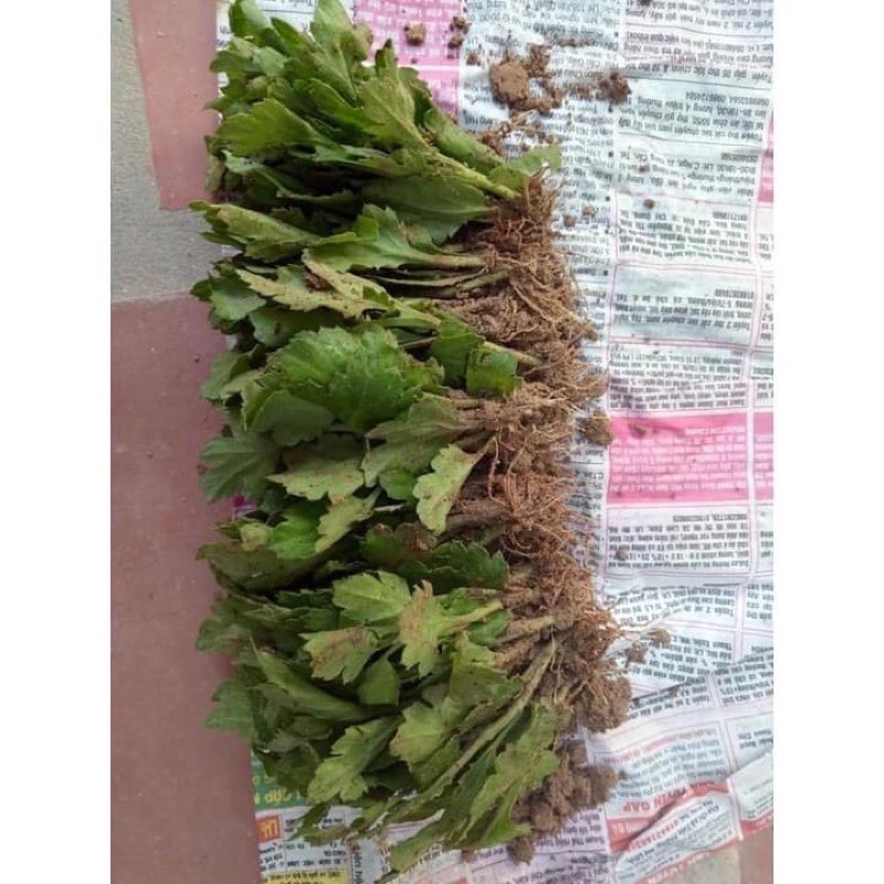 10 cây cúc giống mixx 7 màu