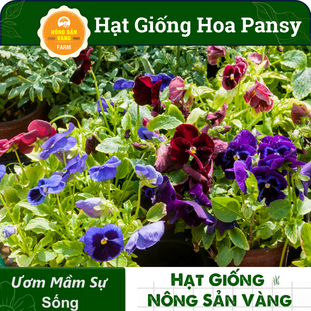 Pansy flower seeds multi-colored (pack 15 seeds) mix