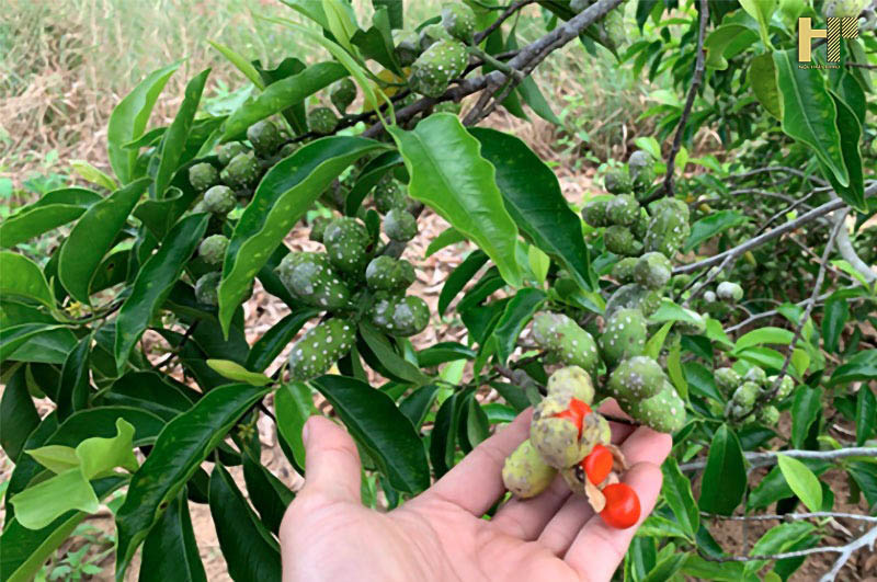 CÂY DỔI XANH NẾP GIỐNG DÒNG THU HẠT