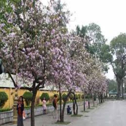 COM BO 2 CÂY BAN TRẮNG CÂY GIỐNG