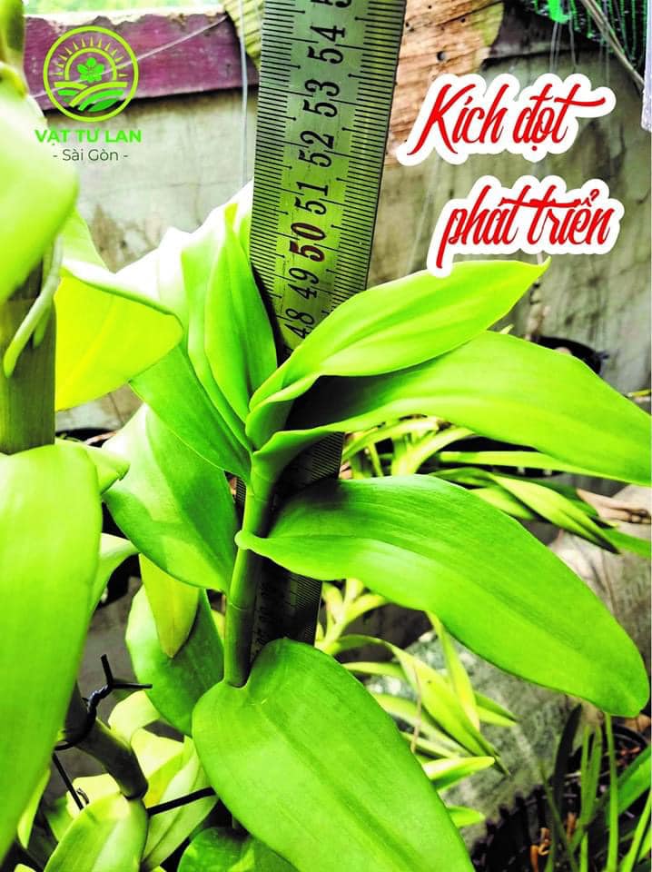PHÂN HỮU CƠ ĐẬM ĐẶC BOUNCE BACK BỊCH 05KG