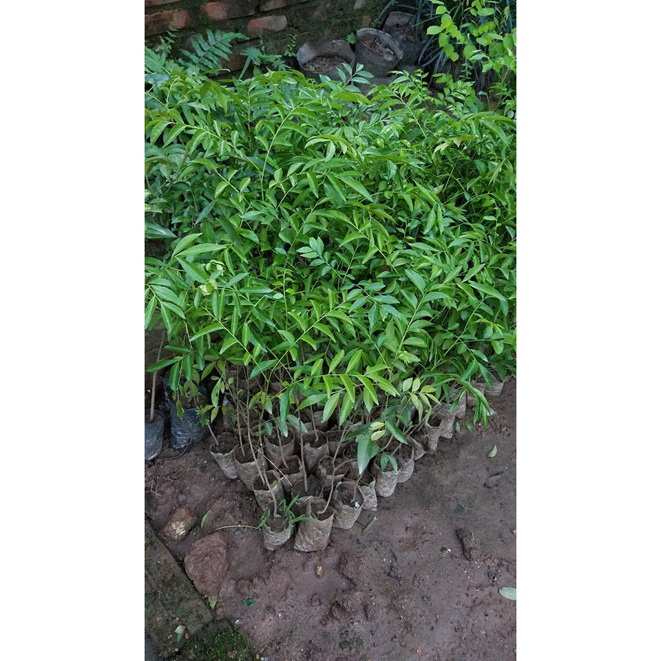 [ Xả - Cắt Lỗ ] Cây mắc mật lấy lá làm gia vị cao 40 cm - Mua 3 cây tặng 1 cây với đơn hàng thanh toán trước