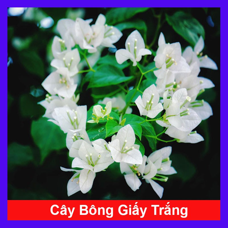 Cây Bông Giấy Trắng - Cây cảnh sân vườn - caykiengsadec