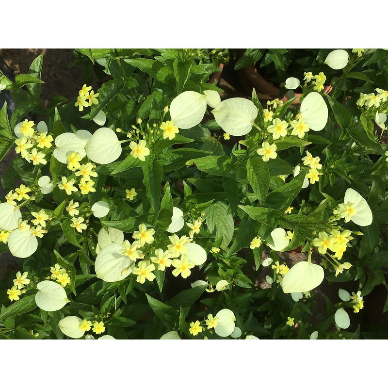 Cây giống Ngọc Mai - Cây bướm bạc phi, cây bướm bạc lá, cây hoa bướm - Mussaenda Frondosa Linn - CayGiongTot