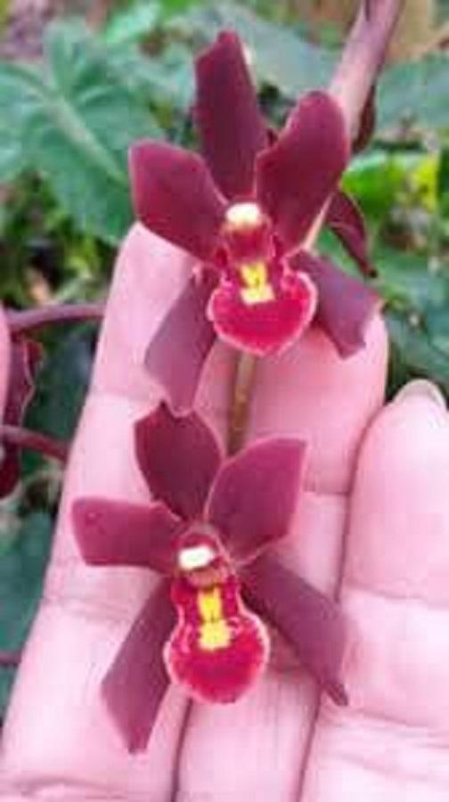 Hoa phong lan, 5 thân LAN KIẾM ĐỎ VÙNG TÂY BẮC