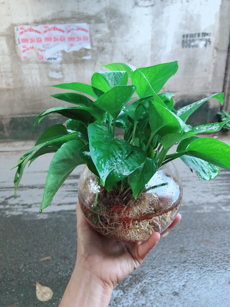 Trầu Bà Thái Thuỷ Sinh