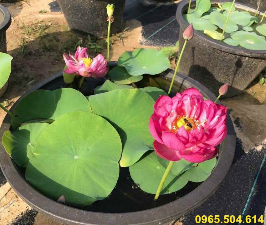 50 Hạt giống sen nhật Mini mix màu