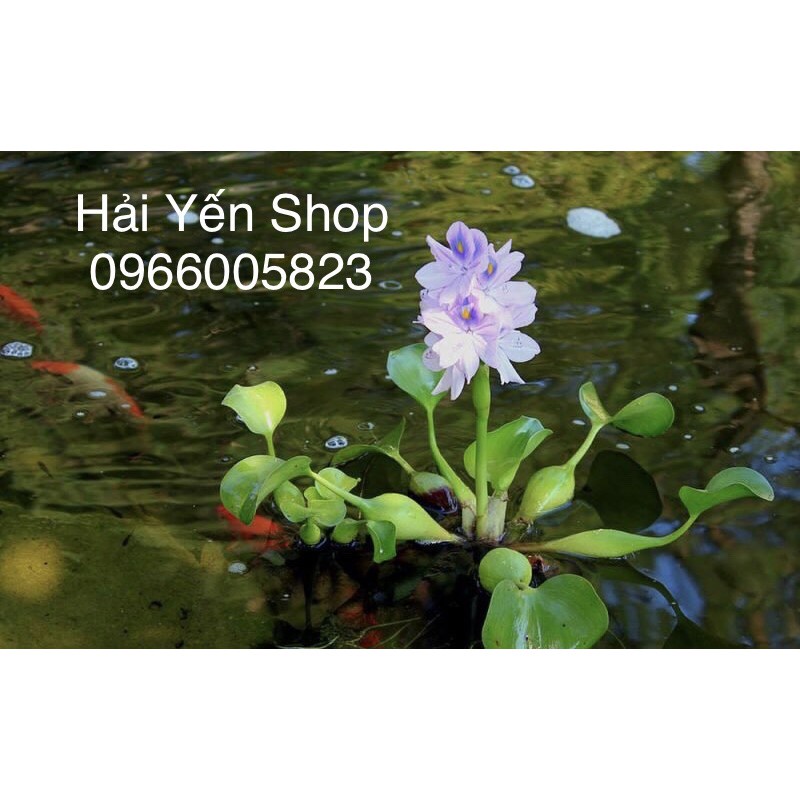 10 cây Lục Bình-Bèo Tây cây thủy sinh điều hoà hồ cá bể cá