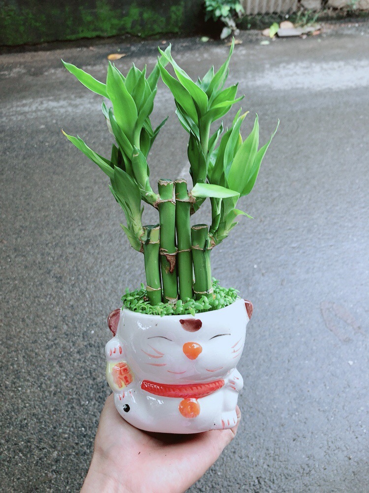Chậu Trúc Phát Tài Mèo Thần Tài