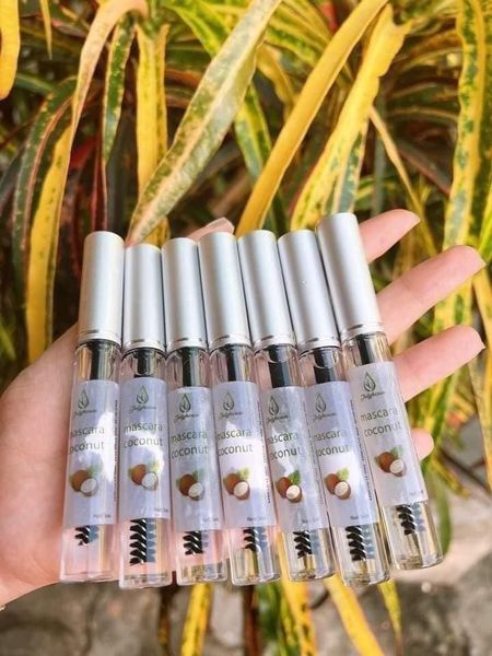 CHUỐT MI DẦU DỪA BẾN TRE