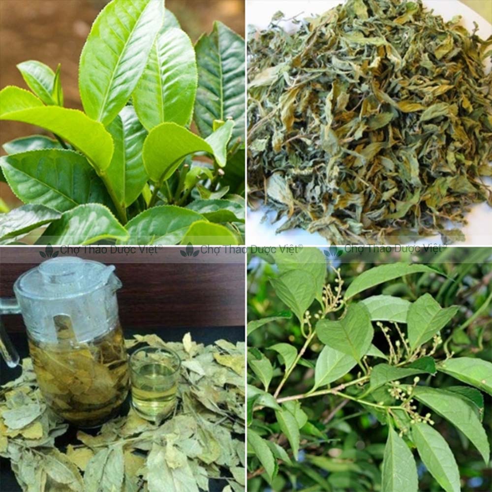 100g Trà Dung Giảm Cân Khô Thơm Sạch