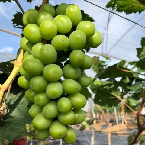 Cây Nho Mẫu Đơn Nhật Shine Muscat ( giống đã thuần )