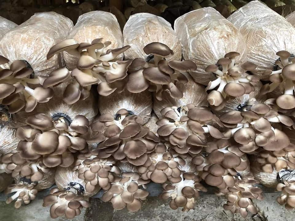 Phôi Nấm Bào ngư và Sò Thái (Combo 2 Bào ngư, 1 Sò)